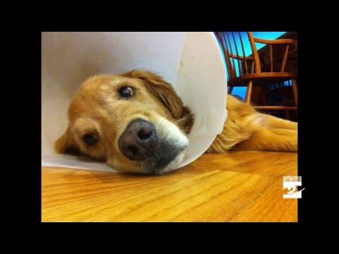 La guida definitiva per disinfettare ferite dei cani: i segreti della cura sicura!