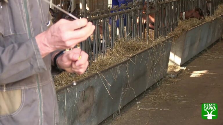 Inseminazione artificiale: quanto costa e come risparmiare