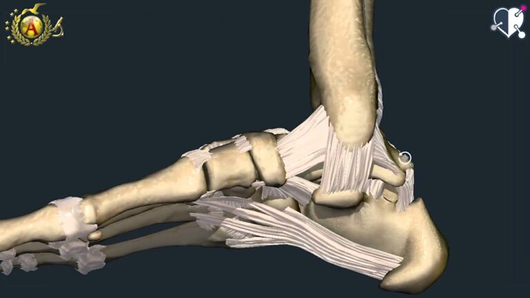 La Struttura dell'Arco Plantare: Anatomia della Pianta del Piede
