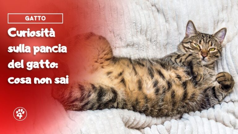 Segreti svelati: i capezzoli del gatto maschio finalmente rivelati!