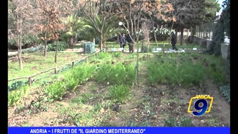 La Meraviglia Mediterranea: Scopri i Benefici di un Frutto