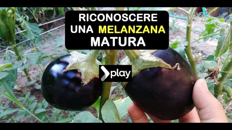 Cosa fare quando la melanzana va a male: soluzioni ottimizzate