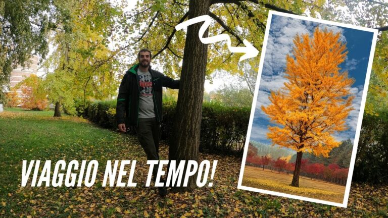 Ginkgo Foglia: Un Rimedio Naturale per la Nebbia Mentale