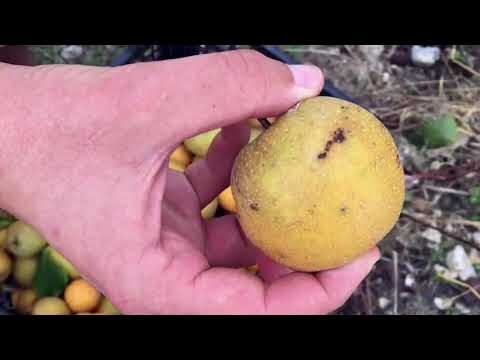 Le meraviglie della Pyrus pyrifolia