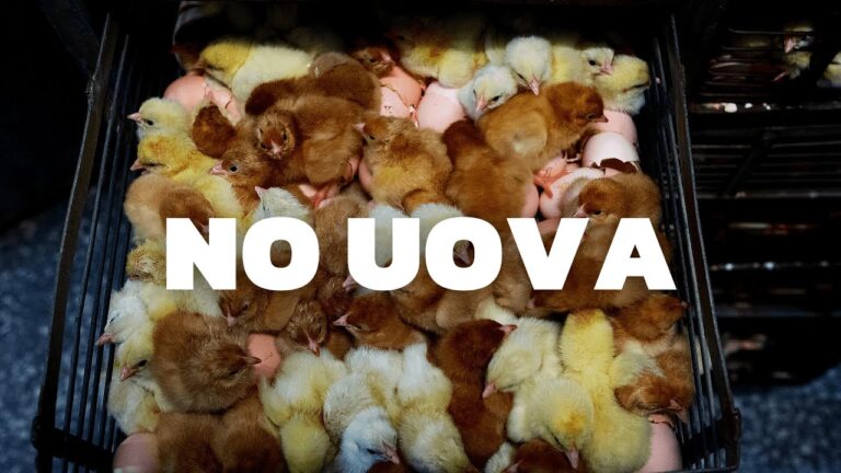 La scelta vegana: eliminare uova e latte dalla dieta