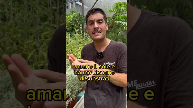 Santonina: Guida alla Coltivazione e Cura della Pianta
