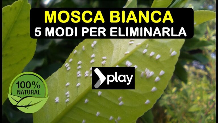 Le mosche piccolissime: guida completa alla loro identificazione e controllo