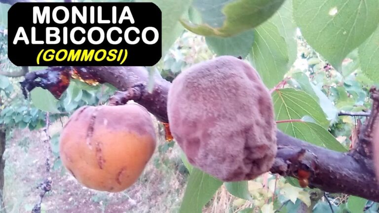 Malattia Albicocca: Cause, Sintomi e Trattamento