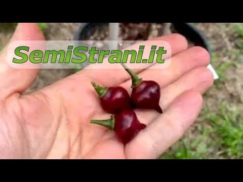 Capezzoli Violacei: Cause, Sintomi e Trattamento