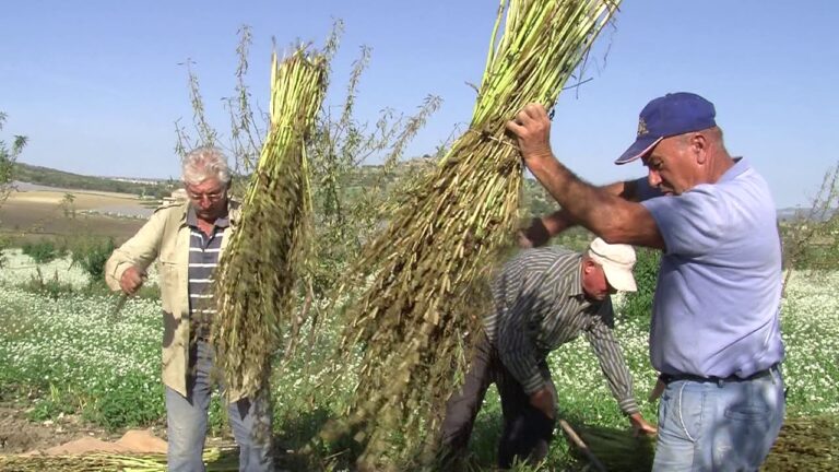 La Pianta del Sesamo: Guida Completa