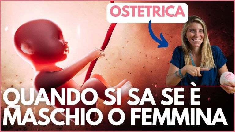 Sviluppo fetale: 13 settimane di gestazione maschile