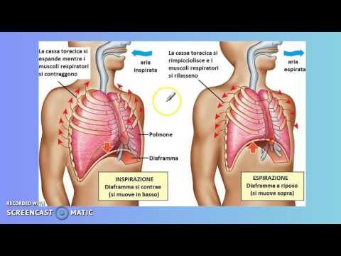 Anatomia umana: cos'è che viene prima della trachea?
