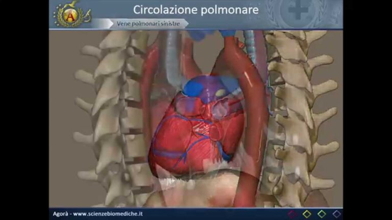 Arterie Polmonari: Importanza e Funzioni