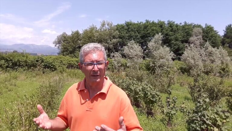 Uva Spina: Il Frutto dal Potere Curativo