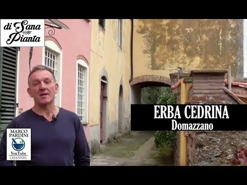 Erba Cedrina: Proprietà e Usi