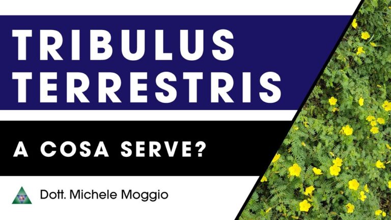 Benefici salutari del Tribulus