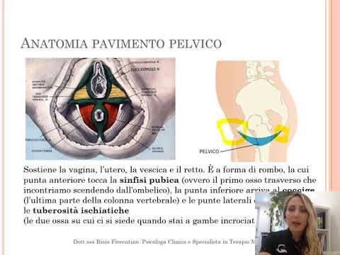 Anatomia del Pavimento Pelvico: Guida Ottimizzata