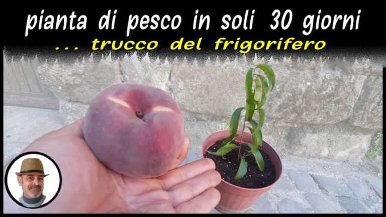 Emoli Frutto: Benefici, Utilizzi e Proprietà