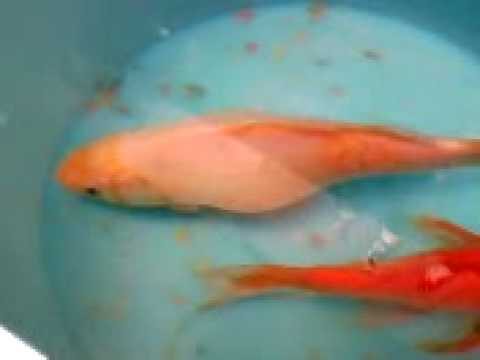 Pesci Incinta: Guida alla Riproduzione Ottimizzata