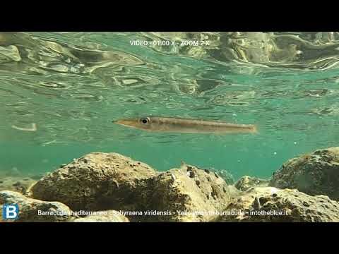 Barracuda Mediterraneo: La Preda Perfetta per i Pescatori Esperti