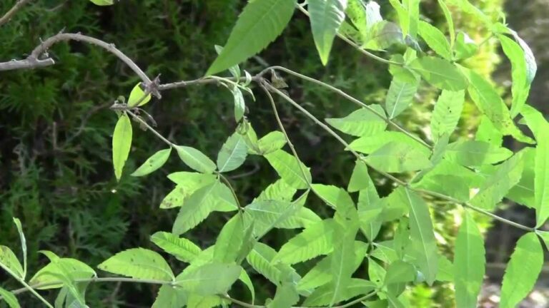 Guida alla cura della Limonaria: consigli per far prosperare la pianta