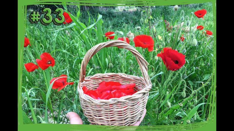 Papaveri Rossi: La Bellezza Vibrante dei Campi